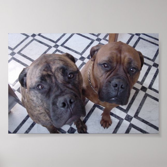 Cleo und Luna Poster (Vorne)