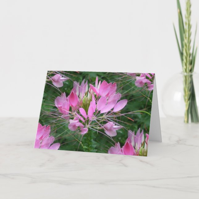 Cleome Karte (Vorderseite)