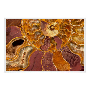 Cleoniceras Ammonite Fossile Art Mural Nature Impr