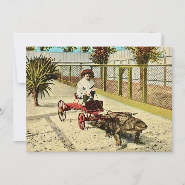 Clever Florida Alligator Ankündigung (Vorderseite)