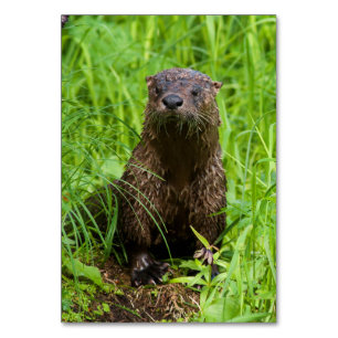 Clever River Otter Tischnummer