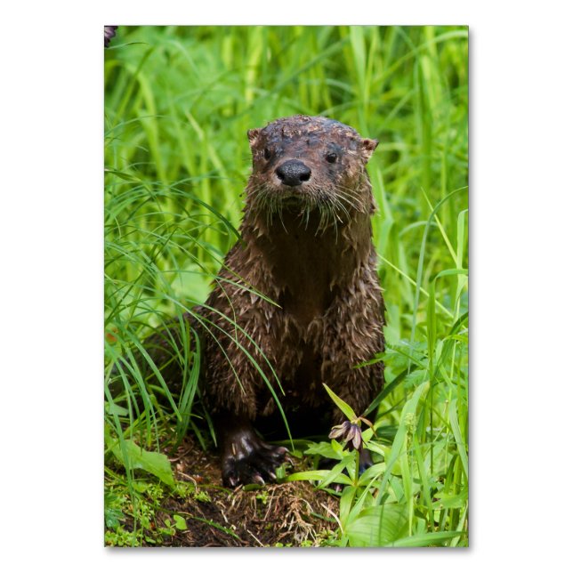 Clever River Otter Tischnummer (Vorderseite)