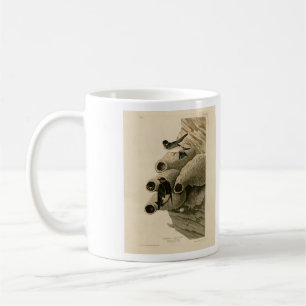 Cliff Swallow Republikaner Audubon Birds of Americ Kaffeetasse