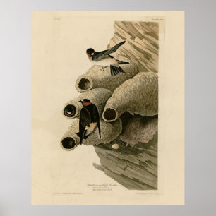 Cliff Swallow Republikaner Audubon Birds of Americ Poster
