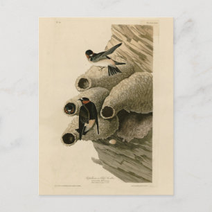 Cliff Swallow Republikaner Audubon Birds of Americ Postkarte