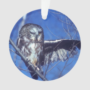 Cligner de l'oeil le hibou