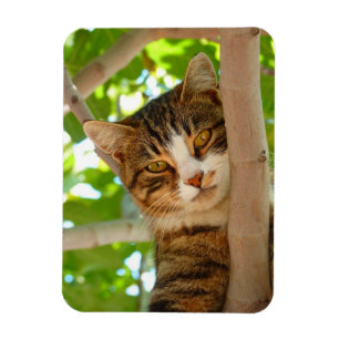 Climber-Katze Magnet