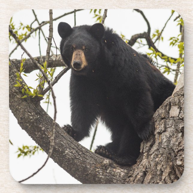 Climbing Black Bear Getränkeuntersetzer (Vorderseite)