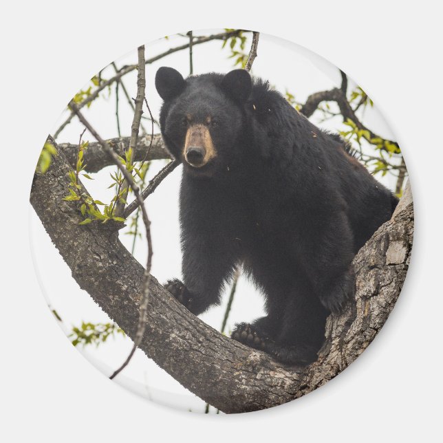 Climbing Black Bear Magnet (Vorne)
