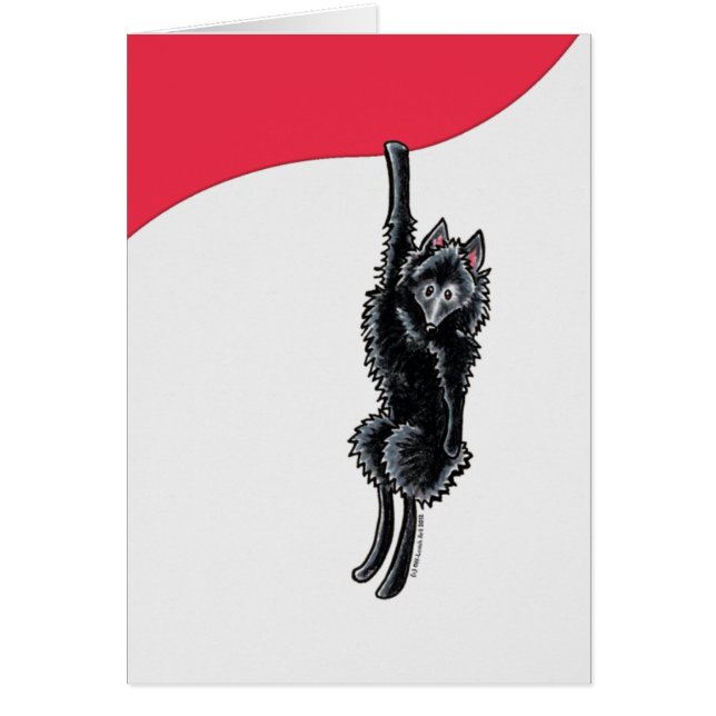 Clingy Schipperke (Vorne)