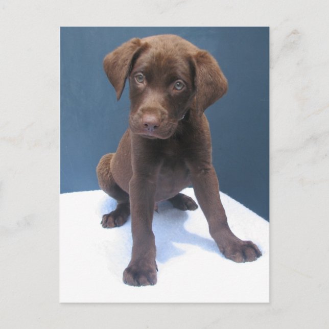 Clint Postkarte (Vorderseite)