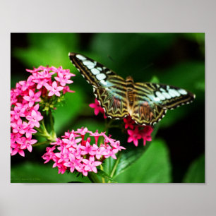 Clipper auf Pentas 1 Print Poster