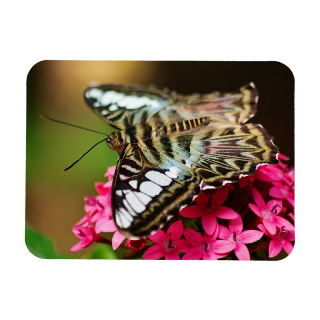 Clipper auf Pentas 3 Premium Magnet (Horizontal)