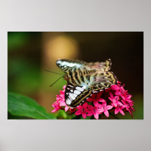 Clipper auf Pentas 3 Print Poster