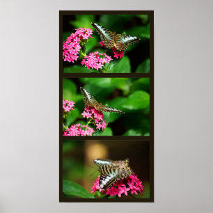 Clipper on Pentas (Portrait) Print Poster