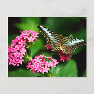 Clipper sur Pentas 1 Carte postale