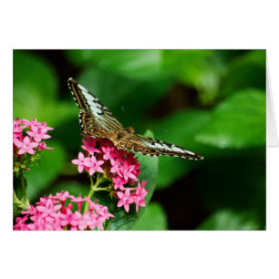 Clipper sur Pentas 2 Card