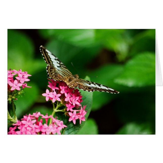 Clipper sur Pentas 2 Card (Devant Horizontal)