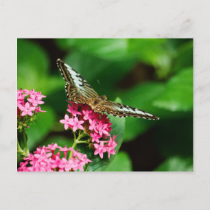 Clipper sur Pentas 2 Carte postale
