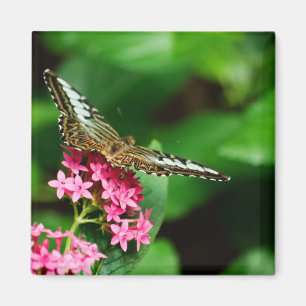 Clipper sur Pentas 2 Magnet