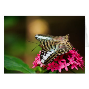 Clipper sur Pentas 3 Card