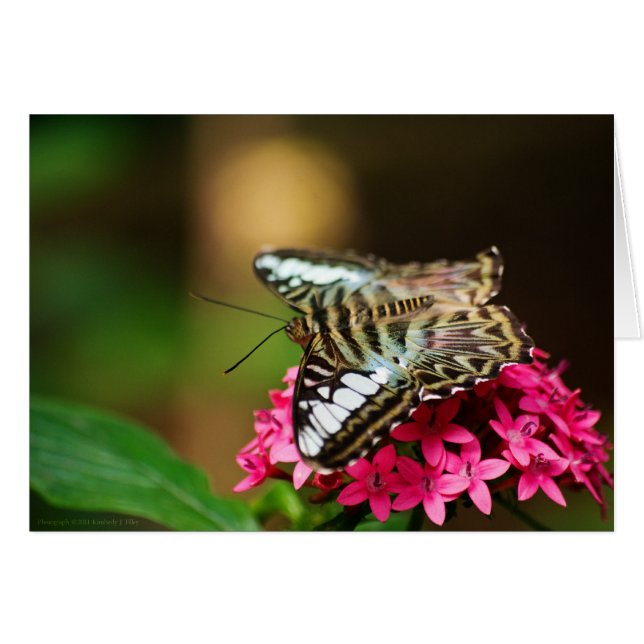 Clipper sur Pentas 3 Card (Devant Horizontal)