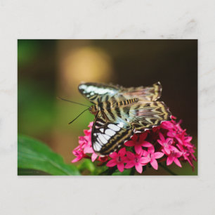 Clipper sur Pentas 3 Carte Postale