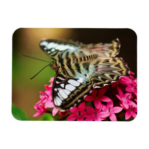 Clipper sur Pentas 3 Magnet Premium