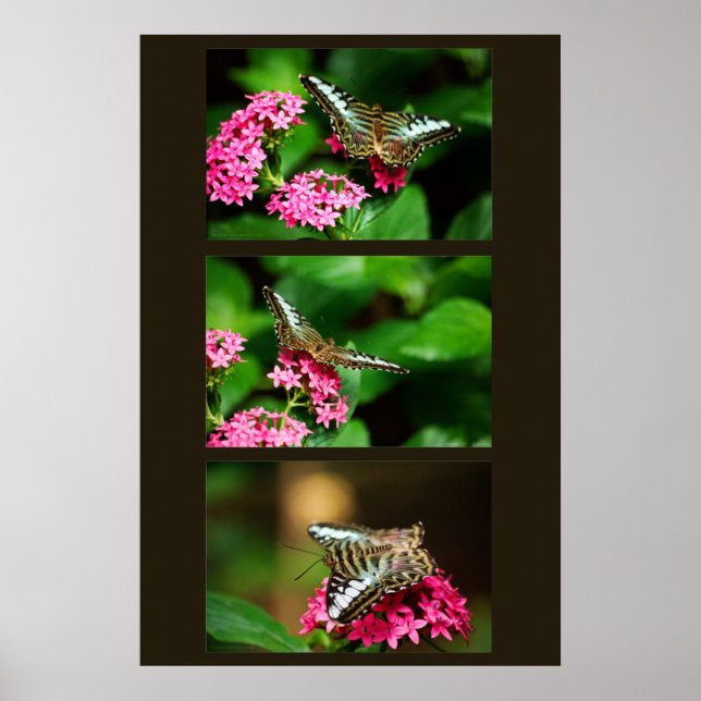 Clipper sur Pentas (Portrait) Impression (Devant)