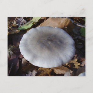 Clitocybe nebularis Mushroom Postkarte