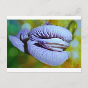 Clitoria Postkarte