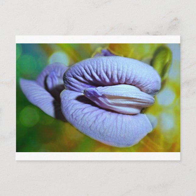 Clitoria Postkarte (Vorderseite)