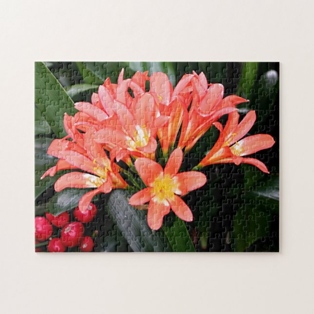Clivia-Blume in Blüte (Horizontal)