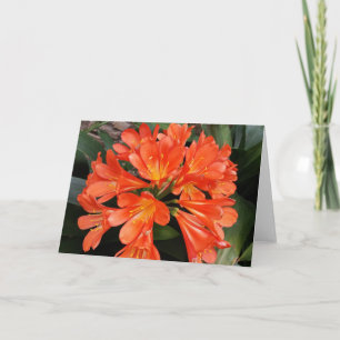 Clivia Miniata - Die Orange Schöne Blume Karte