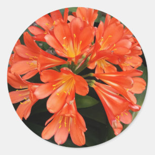 Clivia Miniata - Die Orange Schöne Blume Runder Aufkleber