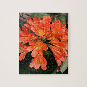 Clivia Miniata - Die wunderschöne Blume