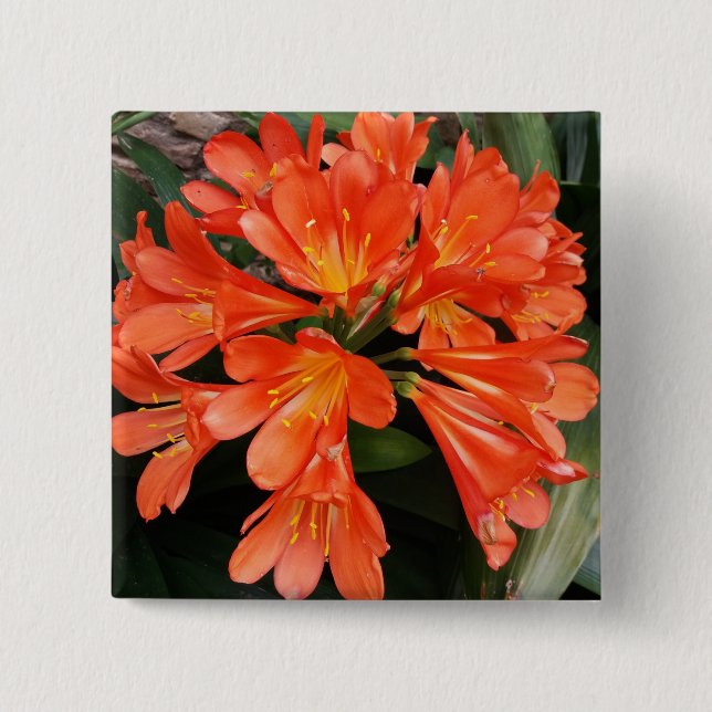 Clivia Miniata - The Orange Beautiful Flower Button (Vorderseite)