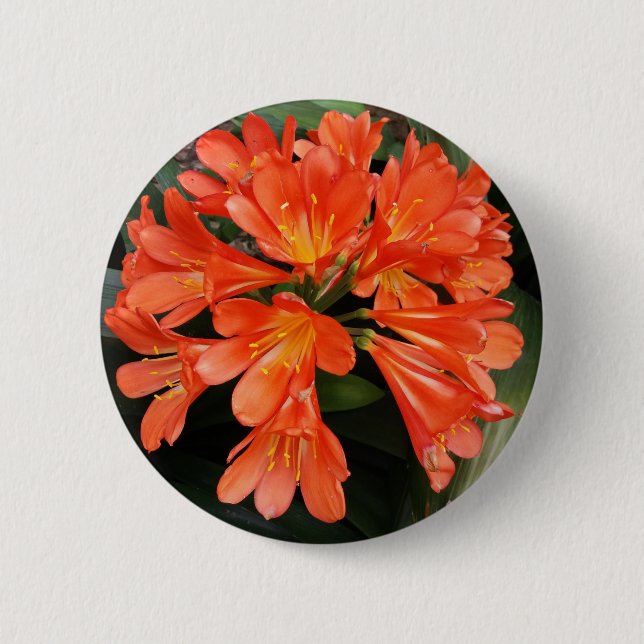 Clivia Miniata - The Orange Beautiful Flower Button (Vorderseite)