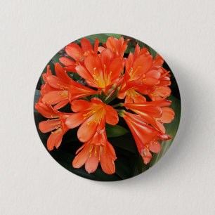 Clivia Miniata - The Orange Beautiful Flower Button