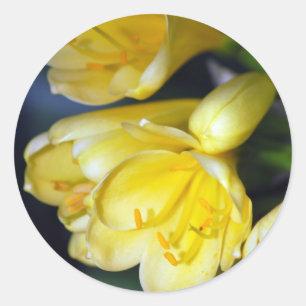 Clivia's Abundance Runder Aufkleber