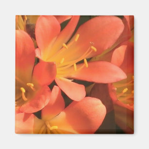 Clivias Pflanze Magnet