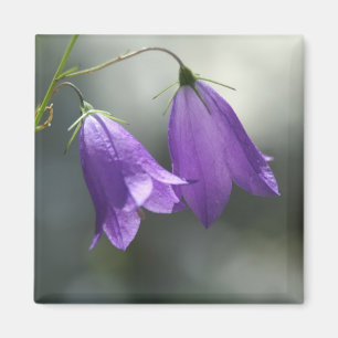 cloches de secrets aimant