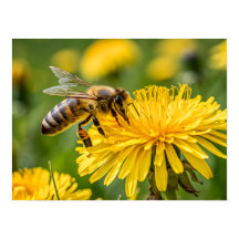Close Up of a Honeybee Collecting Nectar