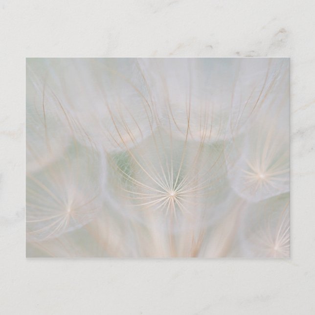 Close up of a seed head, Canada Postkarte (Vorderseite)