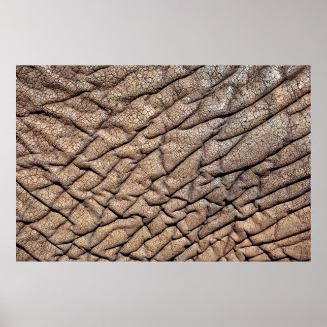 Close-Up Of African Elephant's Hide Poster (Vorne)