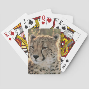 Close-up of Cheetahs Spielkarten