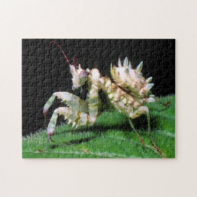 Close-Up Of Hottentot Mantis (Horizontal)