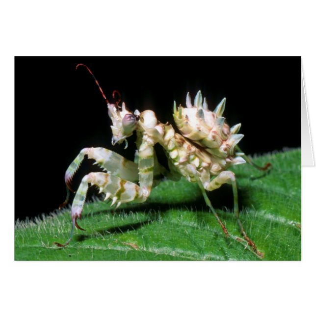 Close-Up Of Hottentot Mantis (Vorderseite (Horizontal))