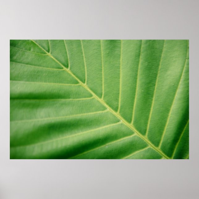 Close up photo of green leaf poster (Vorne)