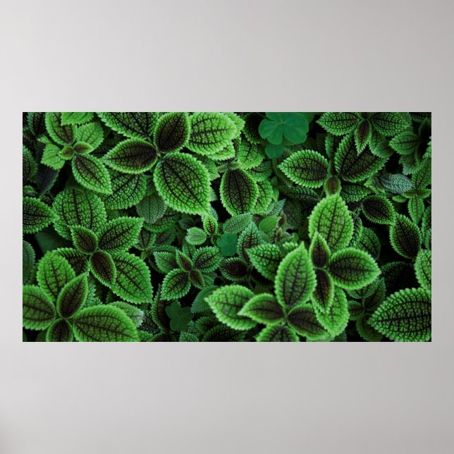 CLOSE UP PHOTO OF GREEN LEAFED PLANT POSTER (Vorne)